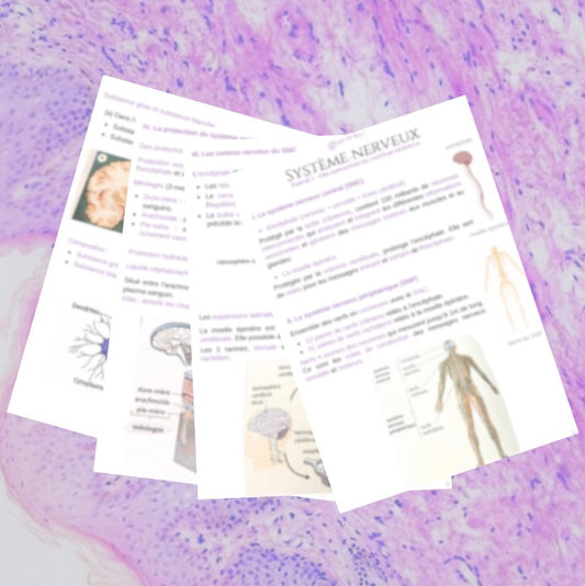 Fiche 1 sur 6 - Système Nerveux - BPH ST2S